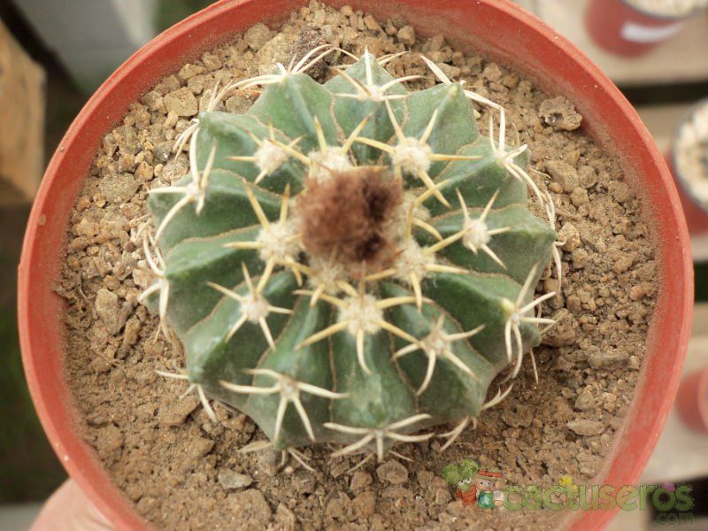 A photo of Parodia sellowii