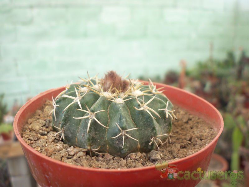 A photo of Parodia sellowii