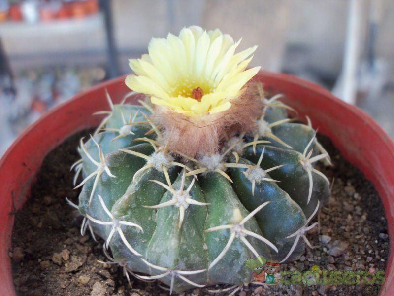 A photo of Parodia sellowii