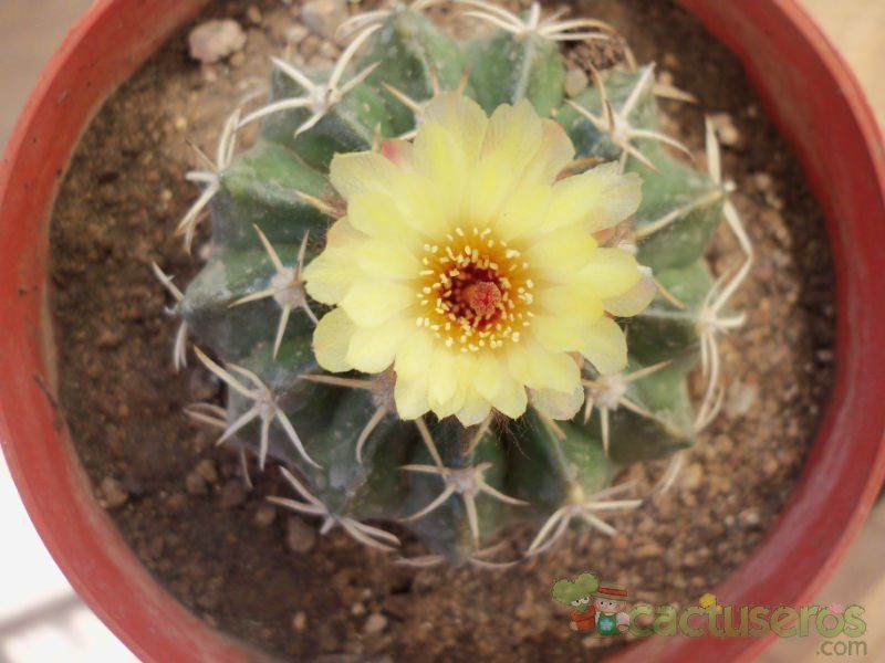 A photo of Parodia sellowii
