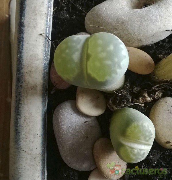 A photo of Lithops olivacea  