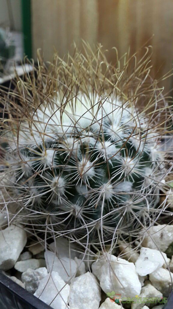 Una foto de Mammillaria rekoi subsp. leptacantha
