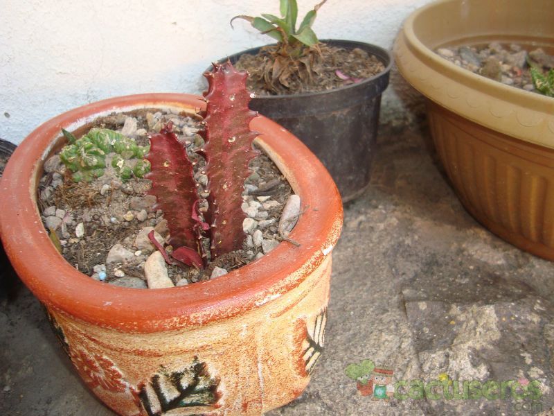 A photo of Euphorbia trigona var. rubra