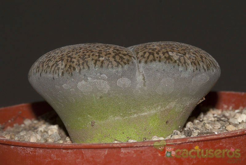 Una foto de Lithops lesliei ssp. lesliei var. mariae