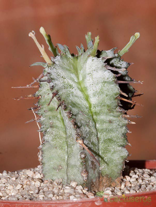 Una foto de Euphorbia pulvinata 