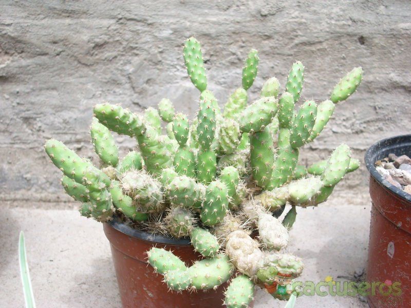 A photo of Tunilla corrugata