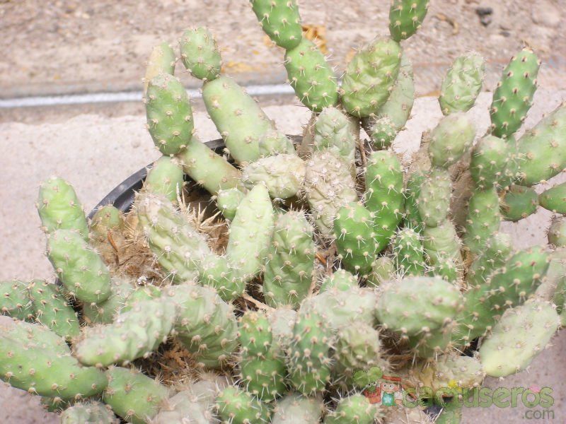 A photo of Tunilla corrugata