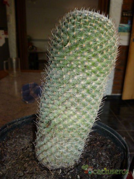 Una foto de Mammillaria haageana ssp. elegans