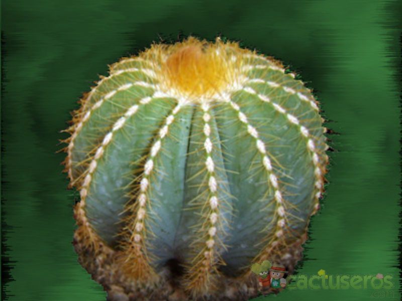A photo of Parodia magnifica