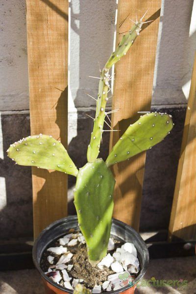 Una foto de Opuntia monacantha