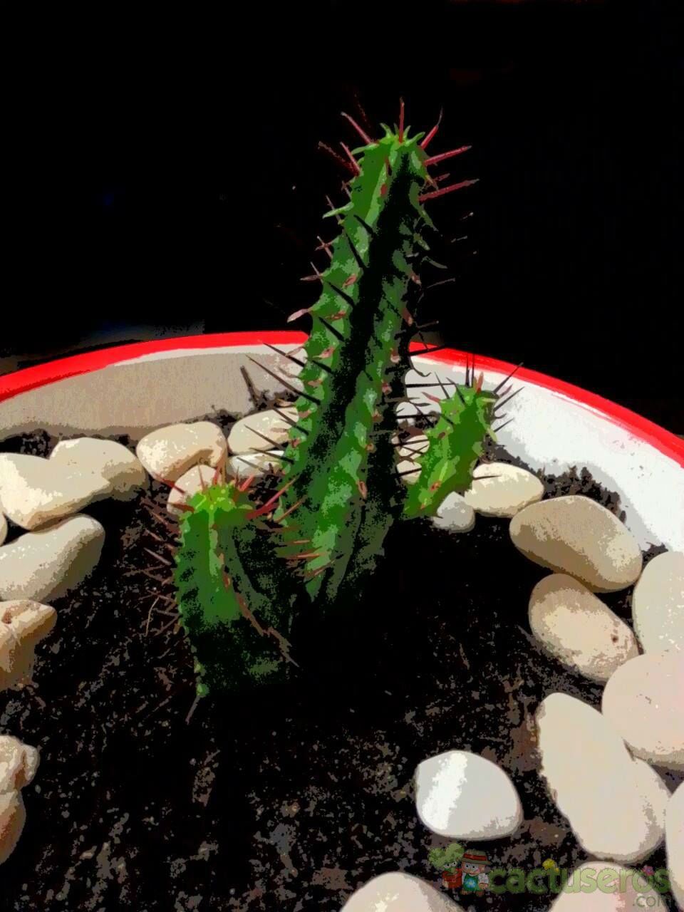 A photo of Euphorbia enopla
