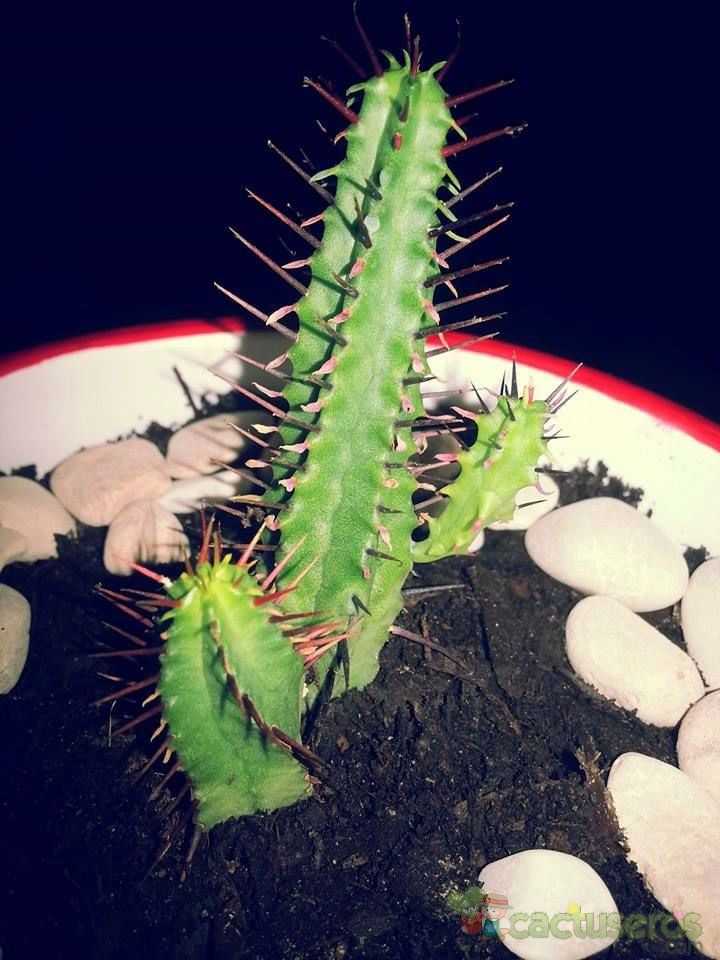 A photo of Euphorbia enopla