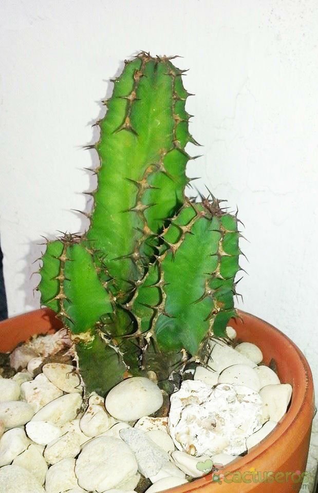 A photo of Euphorbia cooperi 