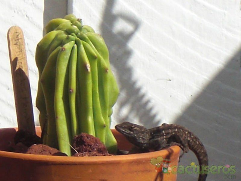 Una foto de Myrtillocactus geometrizans fma. crestada