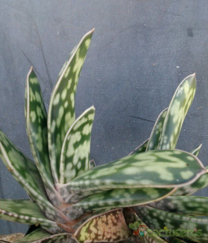 Una foto de Gasteria obliqua