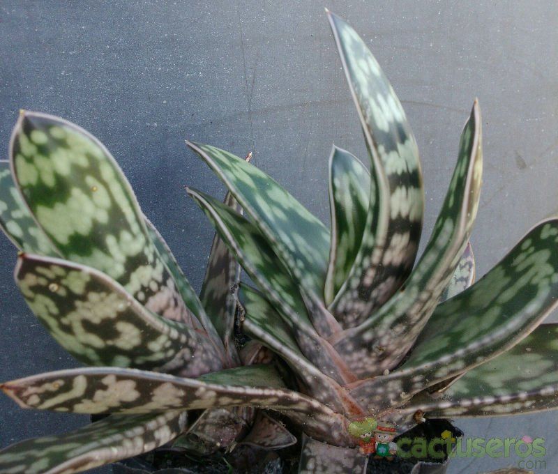 Una foto de Gasteria obliqua