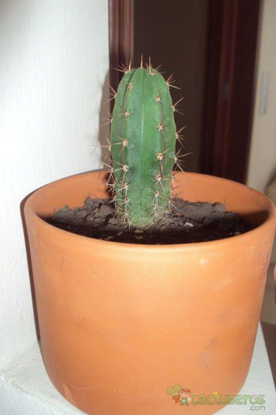 Una foto de Echinopsis peruviana