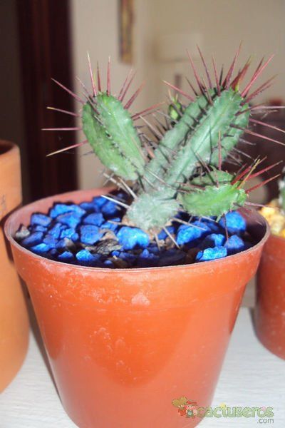 Una foto de Euphorbia enopla
