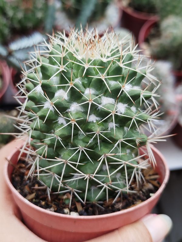 Foto de un cactus que se está identificando actualmente