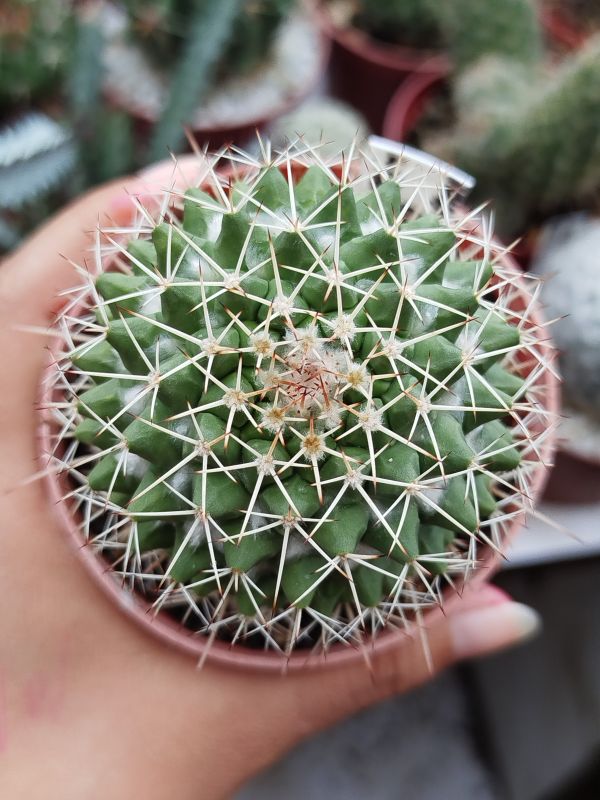 Foto de un cactus que se está identificando actualmente