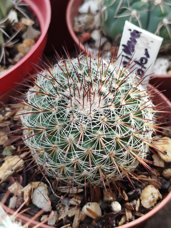 Photo of a cactus currently being identified