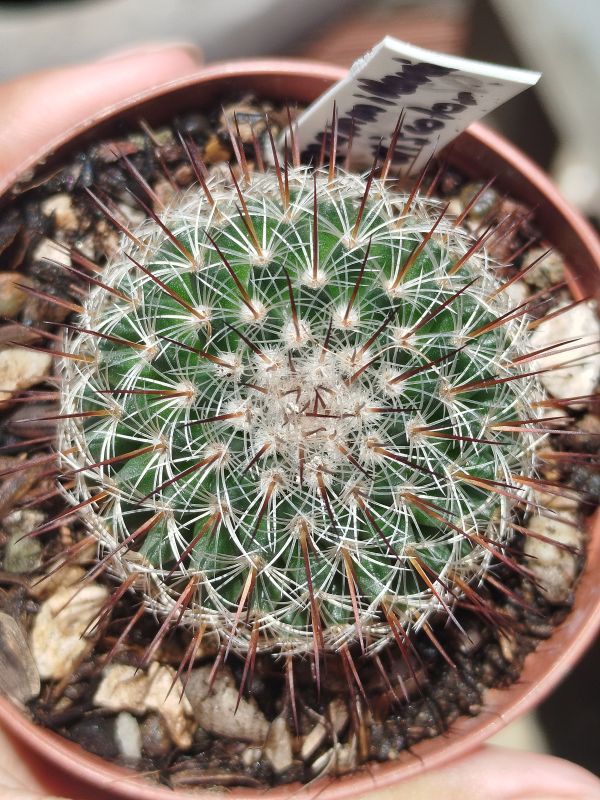 Photo of a cactus currently being identified