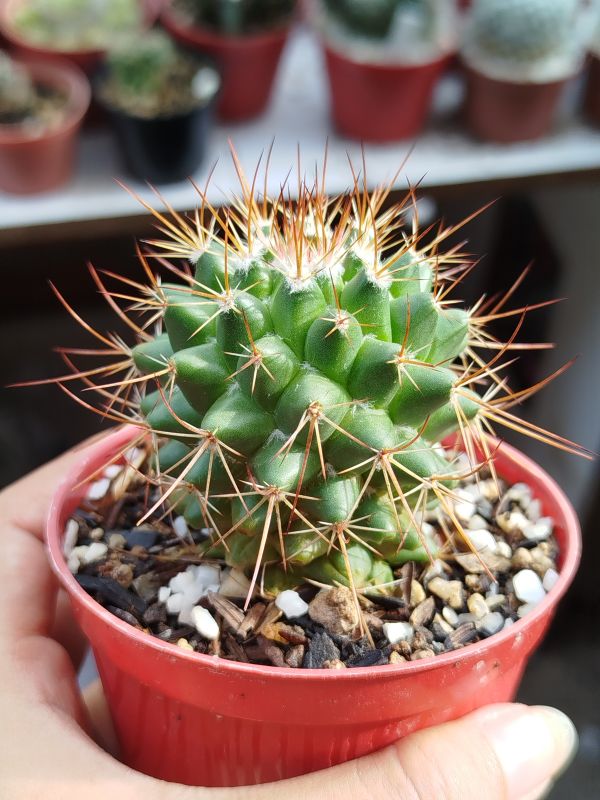 Photo of a cactus currently being identified