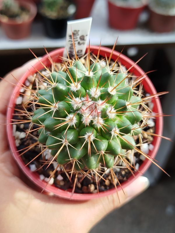Photo of a cactus currently being identified