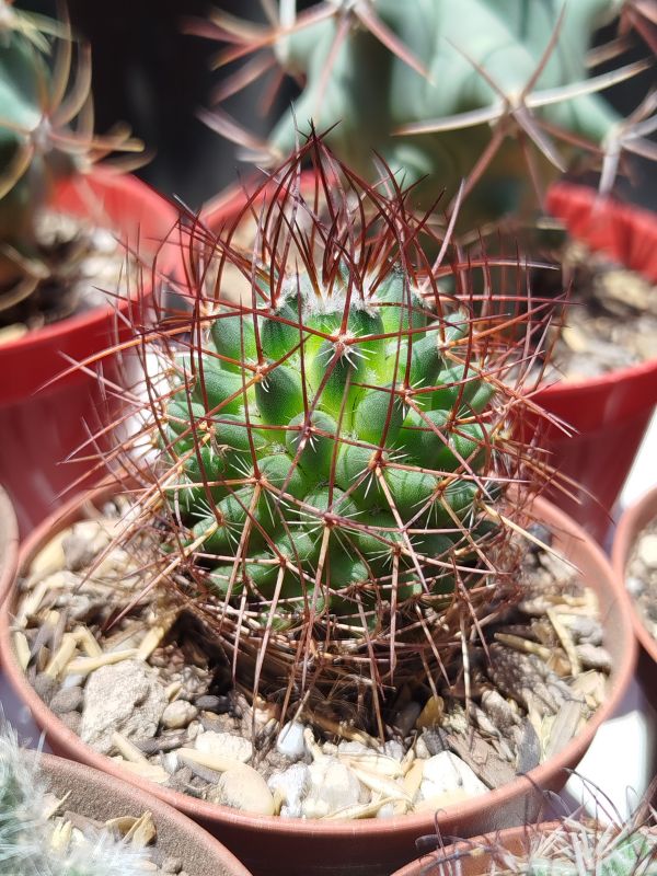Photo of a cactus currently being identified