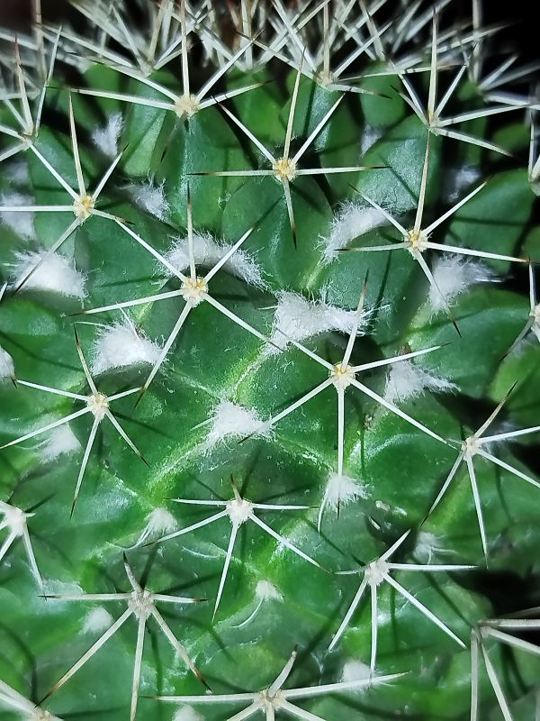 Photo of a cactus currently being identified