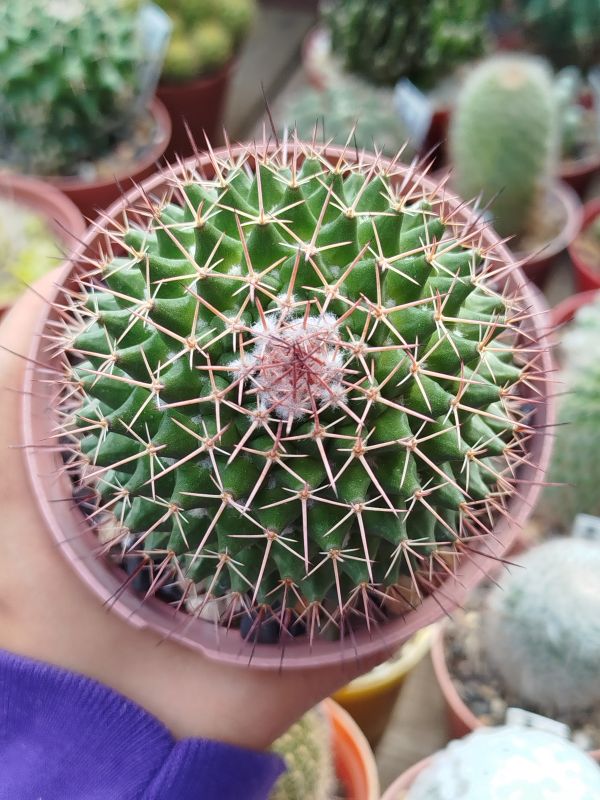 Foto de un cactus que se está identificando actualmente