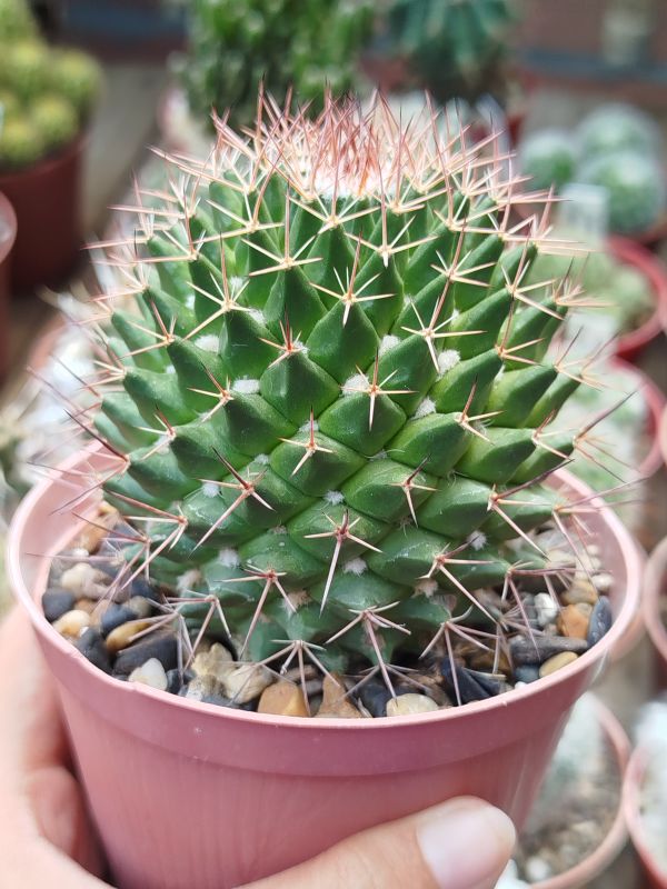 Foto de un cactus que se está identificando actualmente