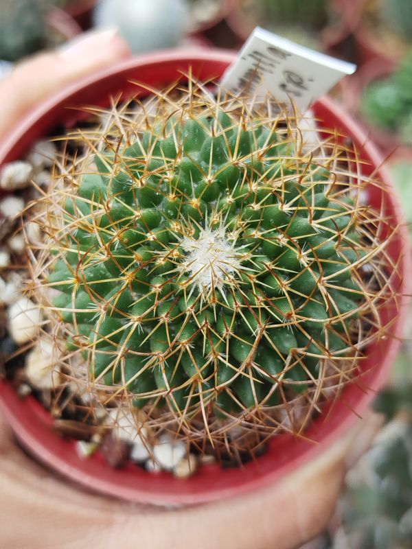 Foto de un cactus que se está identificando actualmente