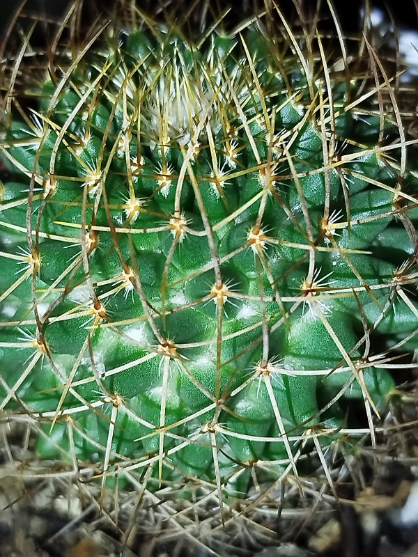 Foto de un cactus que se está identificando actualmente