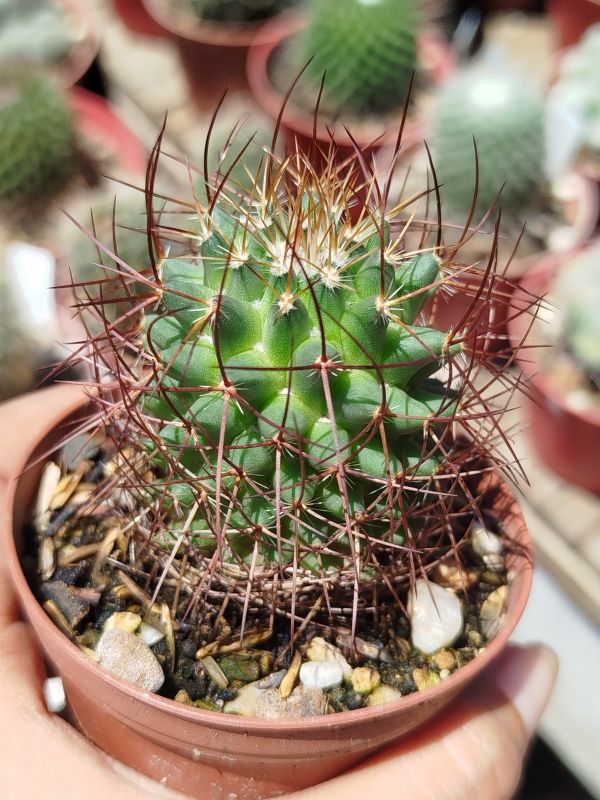 Foto de un cactus que se está identificando actualmente