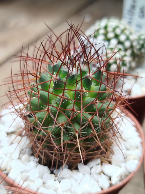 Foto de un cactus que se está identificando actualmente