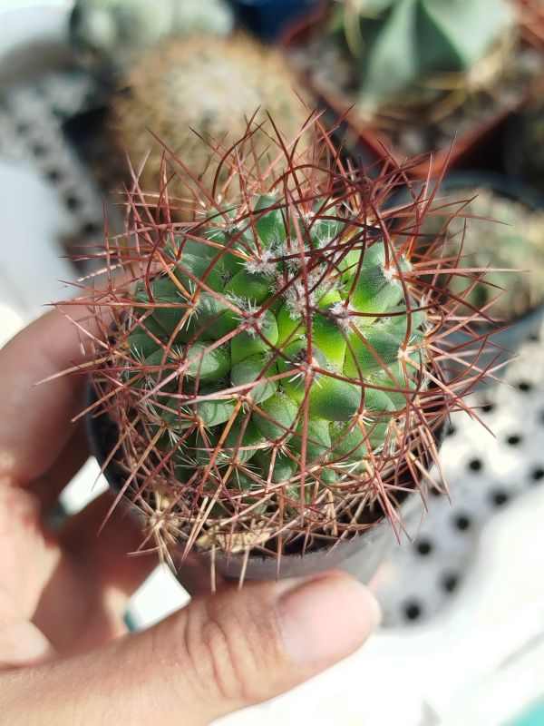 Foto de un cactus que se está identificando actualmente