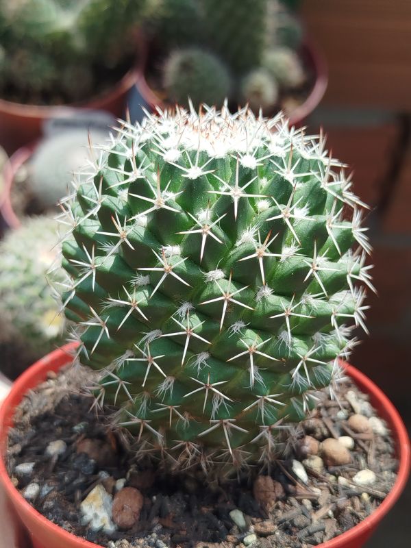 Photo of a cactus currently being identified
