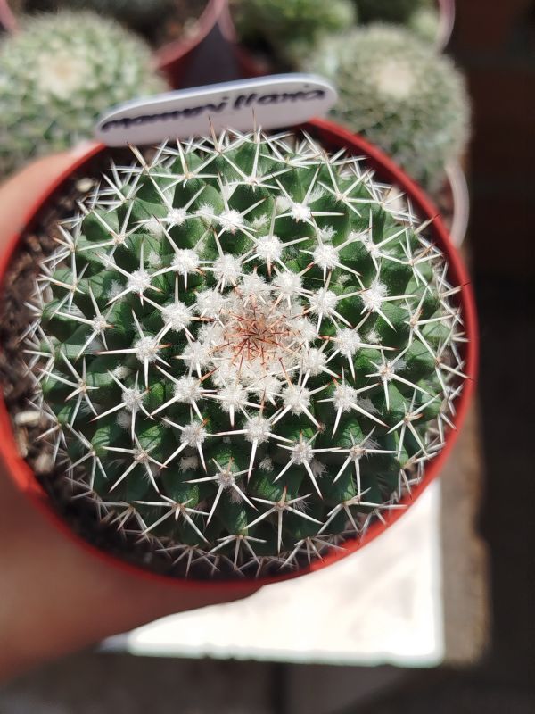 Photo of a cactus currently being identified
