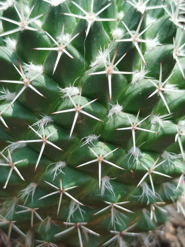 Photo of a cactus currently being identified