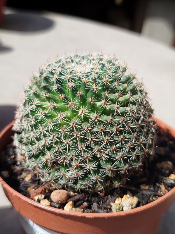 Foto de un cactus que se está identificando actualmente