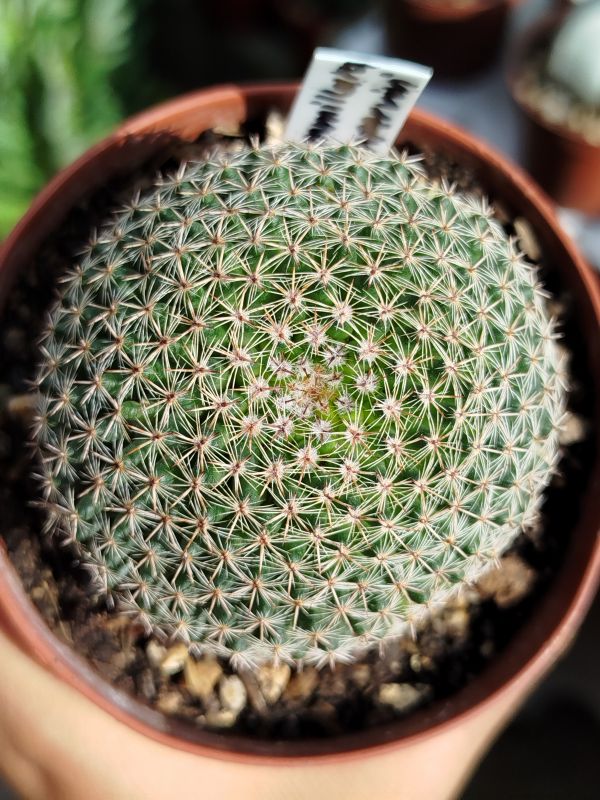 Foto de un cactus que se está identificando actualmente
