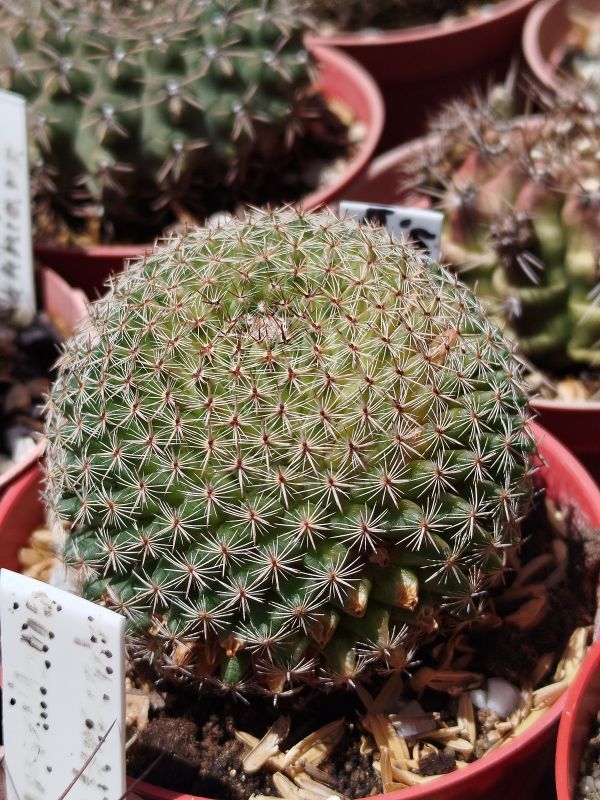 Foto de un cactus que se está identificando actualmente