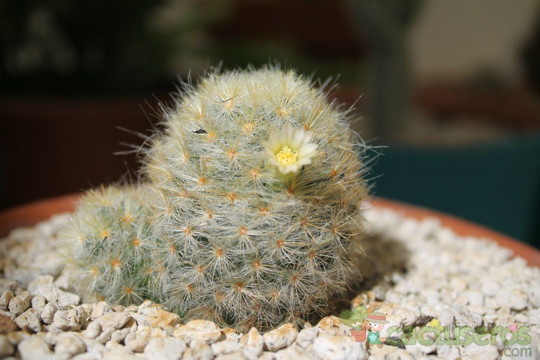 Una foto de Mammillaria schiedeana