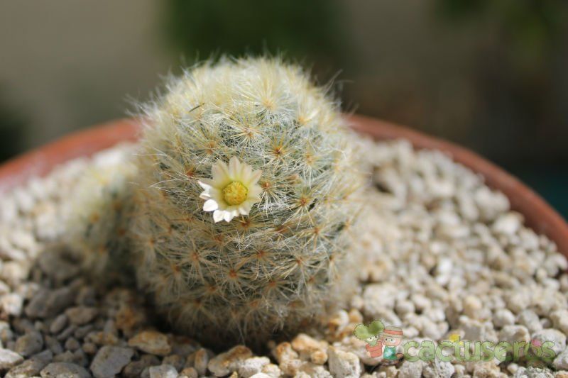 Una foto de Mammillaria schiedeana