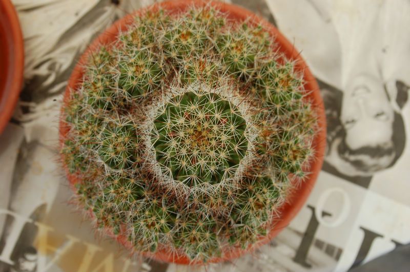 Una foto de Mammillaria multihamata