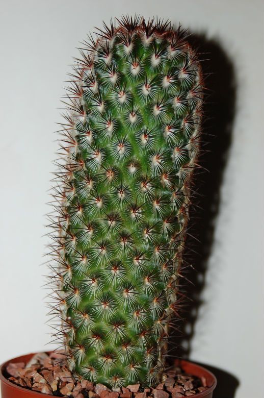 Una foto de Mammillaria microhelia