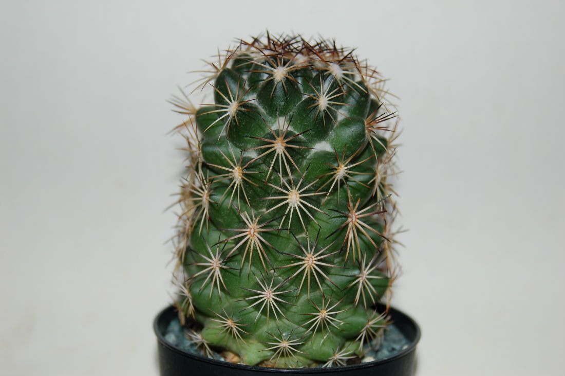 A photo of Coryphantha pseudonickelsae