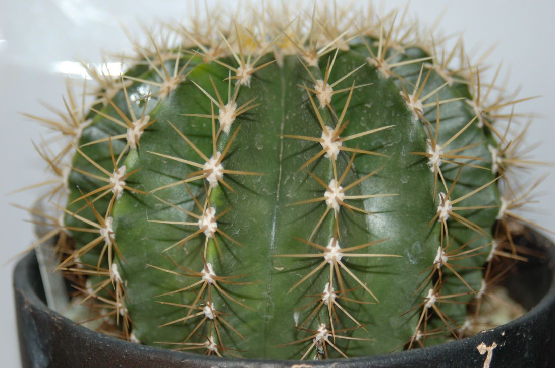 Una foto de Ferocactus schwarzii