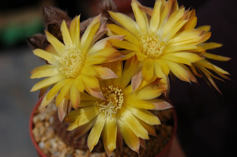 A photo of Echinopsis famatimensis
